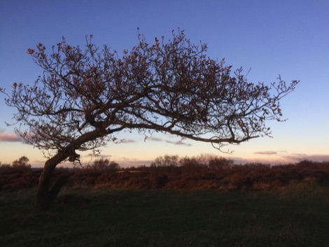 Lone tree on the moor